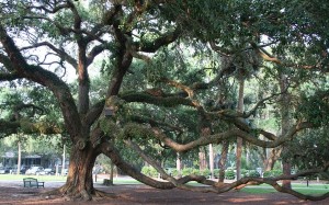 spiritual_tree_by_NewFoundGlory92 spiritual_tree_by_NewFoundGlory92